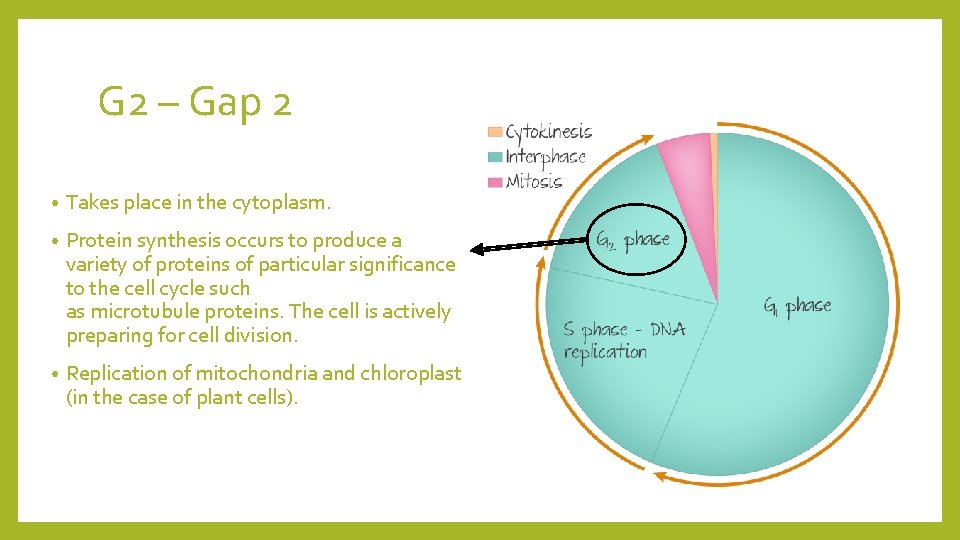 G 2 – Gap 2 • Takes place in the cytoplasm. • Protein synthesis