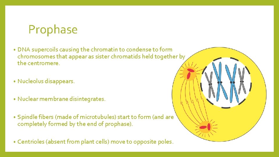 Prophase • DNA supercoils causing the chromatin to condense to form chromosomes that appear