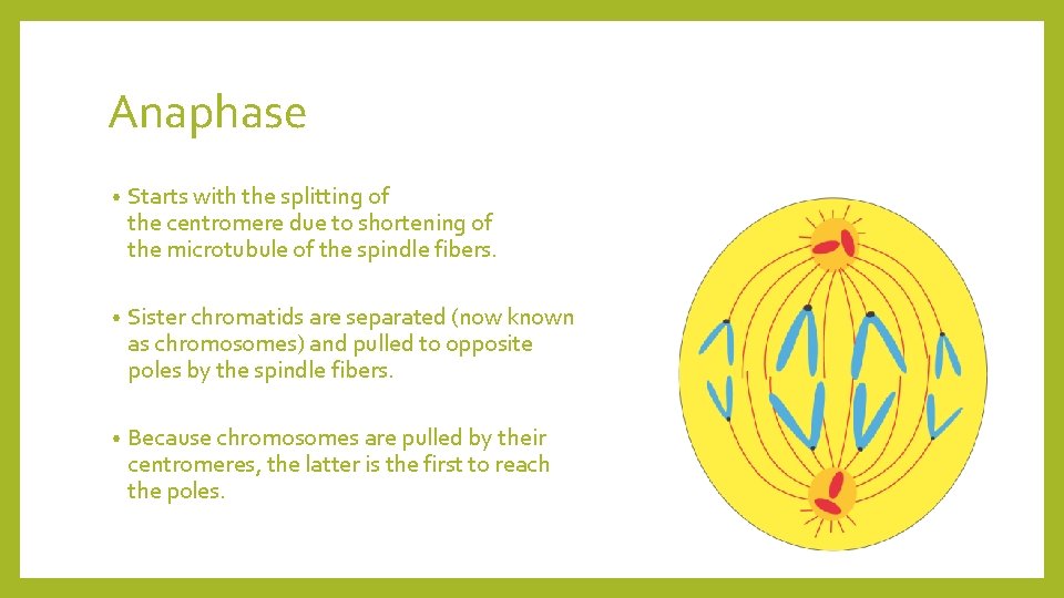 Anaphase • Starts with the splitting of the centromere due to shortening of the