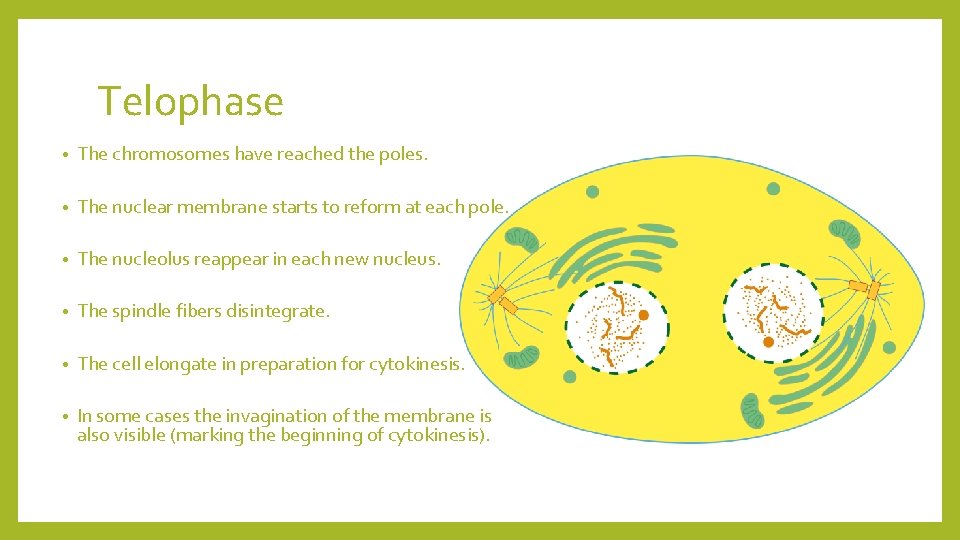 Telophase • The chromosomes have reached the poles. • The nuclear membrane starts to