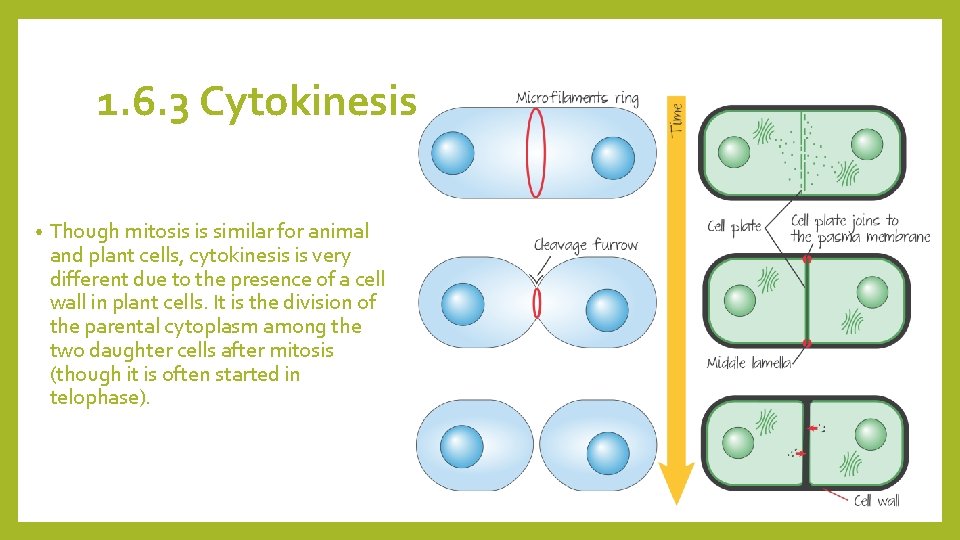 1. 6. 3 Cytokinesis • Though mitosis is similar for animal and plant cells,