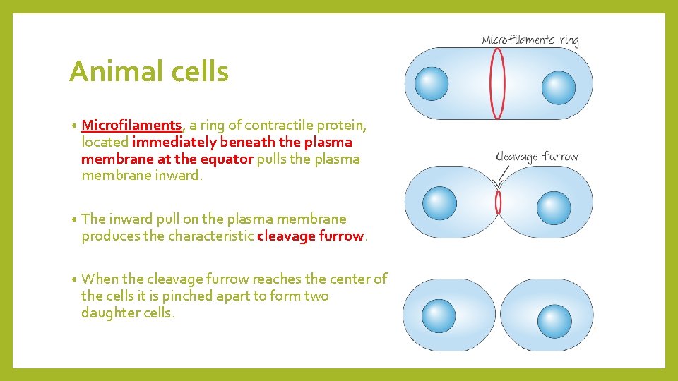 Animal cells • Microfilaments, a ring of contractile protein, located immediately beneath the plasma