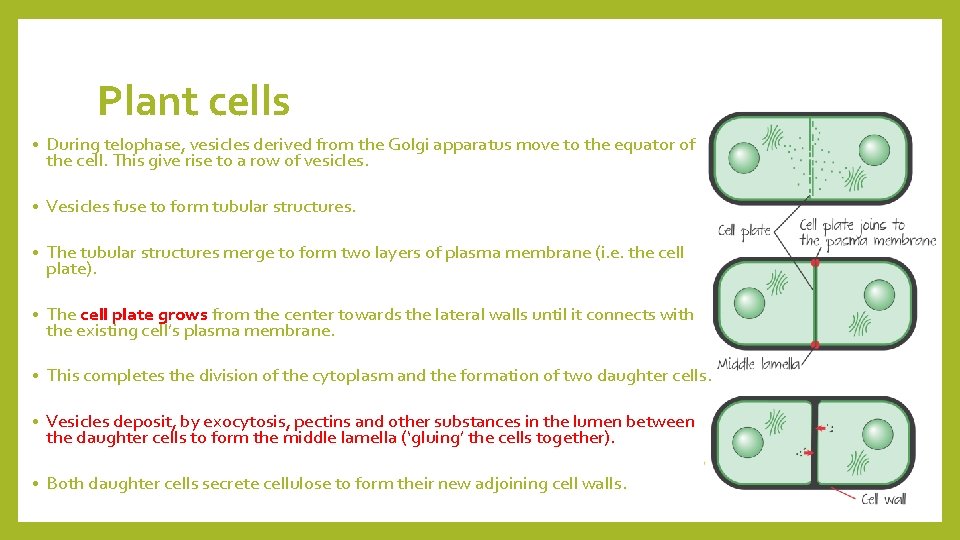 Plant cells • During telophase, vesicles derived from the Golgi apparatus move to the