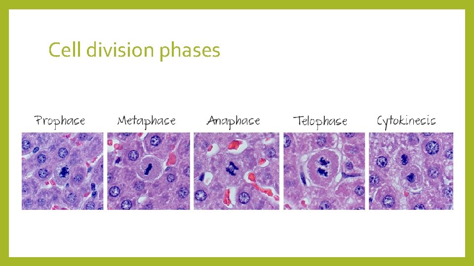 Cell division phases 
