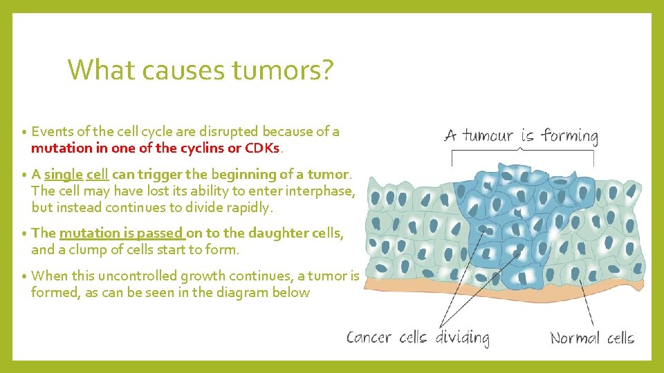 What causes tumors? • Events of the cell cycle are disrupted because of a