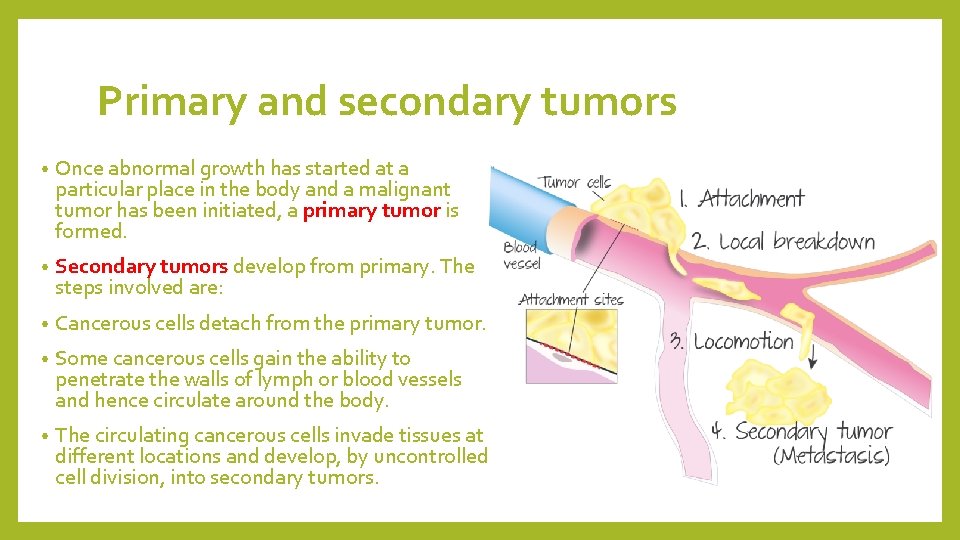 Primary and secondary tumors • Once abnormal growth has started at a particular place