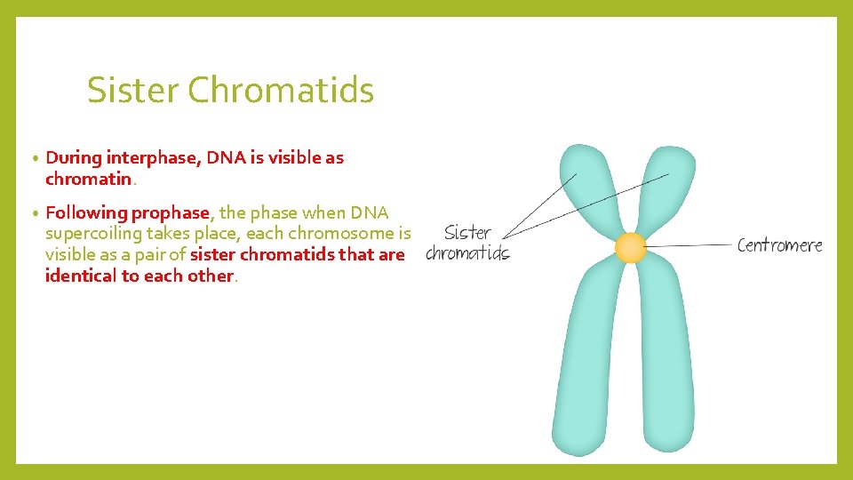 Sister Chromatids • During interphase, DNA is visible as chromatin. • Following prophase, the