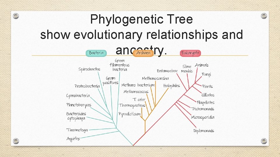 Phylogenetic Tree show evolutionary relationships and ancestry. Phylogenetic Tree show evolutionary relationships and ancestry.