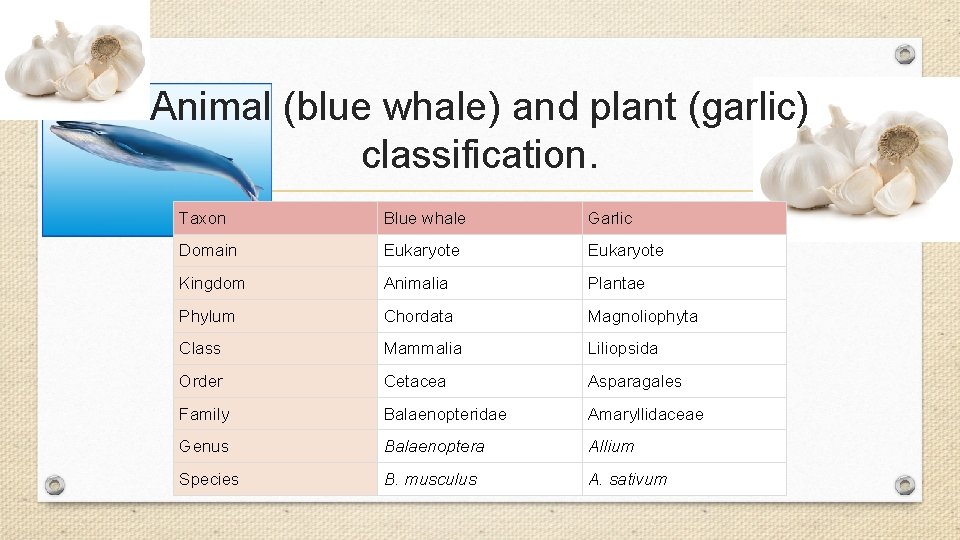 Animal (blue whale) and plant (garlic) classification. Taxon Blue whale Garlic Domain Eukaryote Kingdom Animal (blue whale) and plant (garlic) classification. Taxon Blue whale Garlic Domain Eukaryote Kingdom