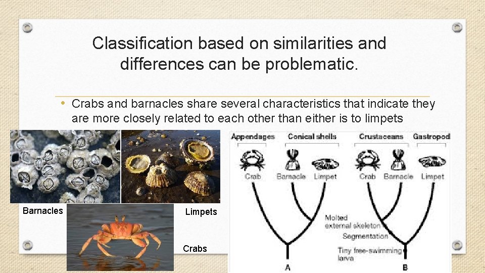Classification based on similarities and differences can be problematic. • Crabs and barnacles share Classification based on similarities and differences can be problematic. • Crabs and barnacles share