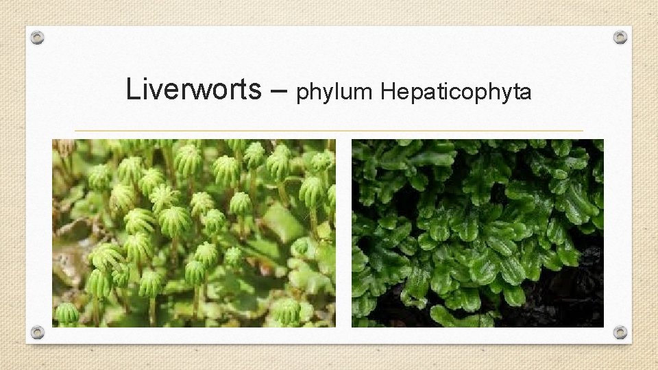 Liverworts – phylum Hepaticophyta Liverworts – phylum Hepaticophyta