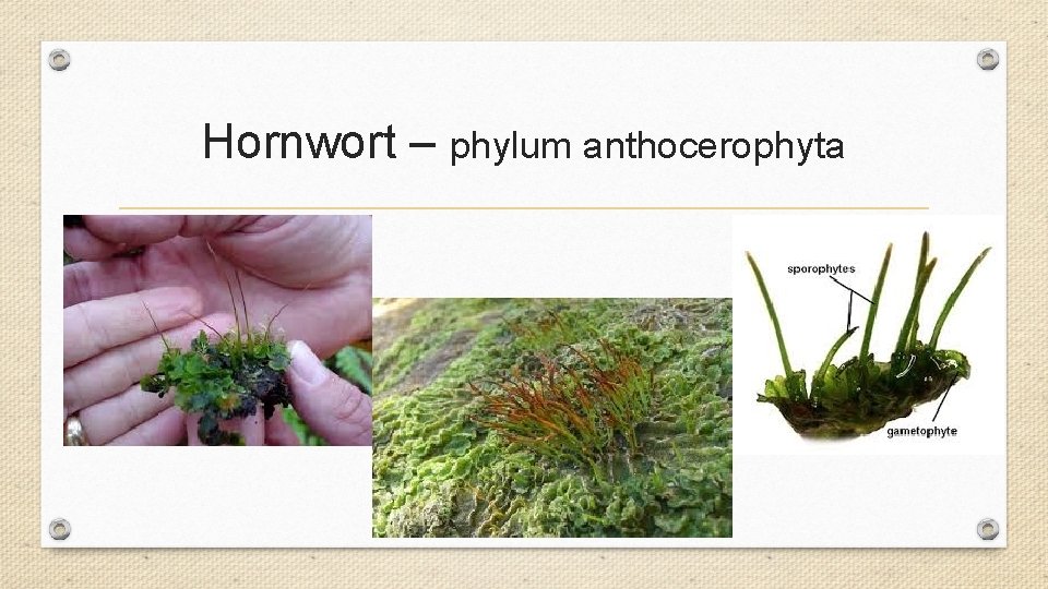Hornwort – phylum anthocerophyta Hornwort – phylum anthocerophyta