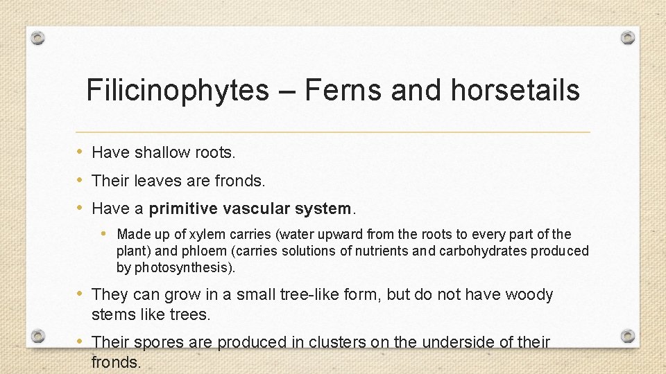 Filicinophytes – Ferns and horsetails • Have shallow roots. • Their leaves are fronds. Filicinophytes – Ferns and horsetails • Have shallow roots. • Their leaves are fronds.
