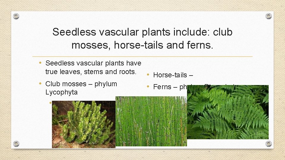 Seedless vascular plants include: club mosses, horse-tails and ferns. • Seedless vascular plants have Seedless vascular plants include: club mosses, horse-tails and ferns. • Seedless vascular plants have