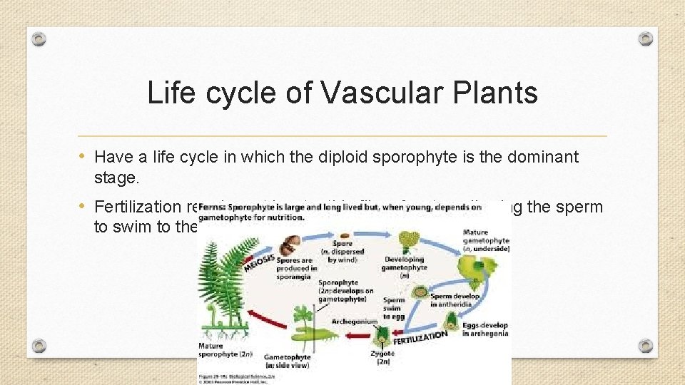 Life cycle of Vascular Plants • Have a life cycle in which the diploid Life cycle of Vascular Plants • Have a life cycle in which the diploid
