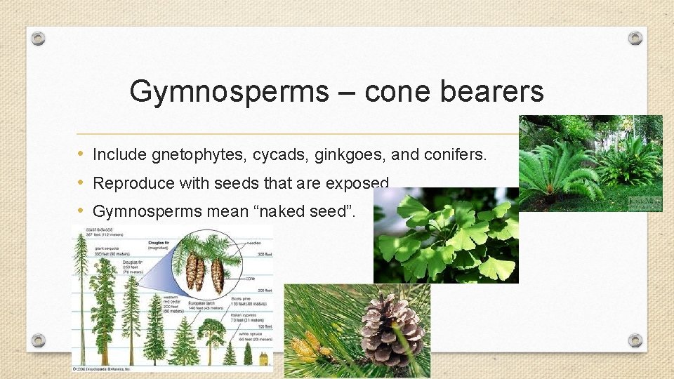 Gymnosperms – cone bearers • Include gnetophytes, cycads, ginkgoes, and conifers. • Reproduce with Gymnosperms – cone bearers • Include gnetophytes, cycads, ginkgoes, and conifers. • Reproduce with