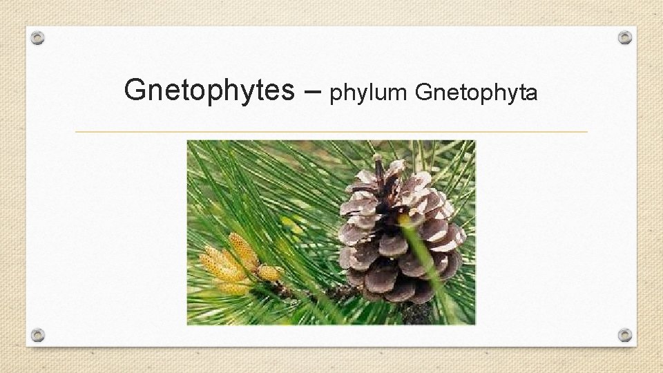 Gnetophytes – phylum Gnetophyta Gnetophytes – phylum Gnetophyta
