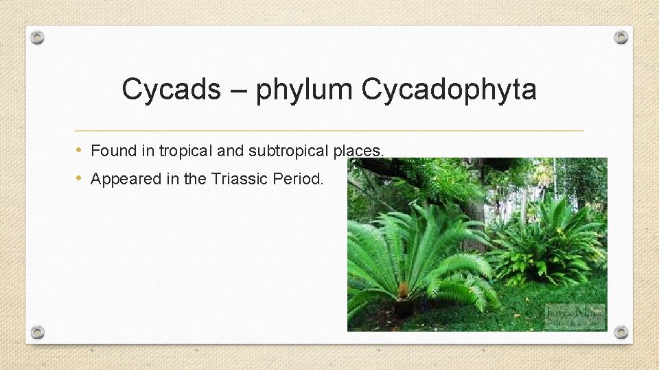 Cycads – phylum Cycadophyta • Found in tropical and subtropical places. • Appeared in Cycads – phylum Cycadophyta • Found in tropical and subtropical places. • Appeared in