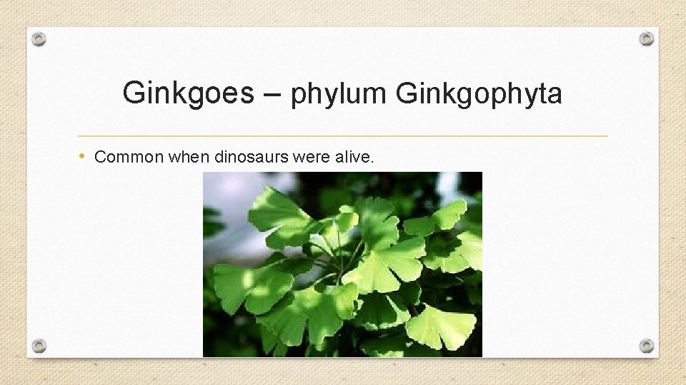Ginkgoes – phylum Ginkgophyta • Common when dinosaurs were alive. Ginkgoes – phylum Ginkgophyta • Common when dinosaurs were alive.