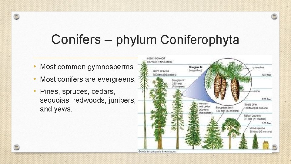 Conifers – phylum Coniferophyta • Most common gymnosperms. • Most conifers are evergreens. • Conifers – phylum Coniferophyta • Most common gymnosperms. • Most conifers are evergreens. •