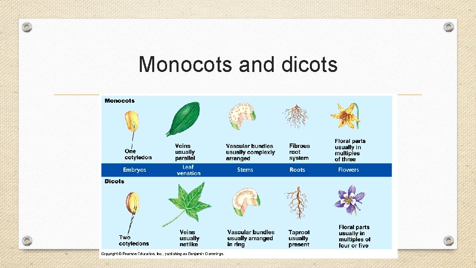 Monocots and dicots Monocots and dicots