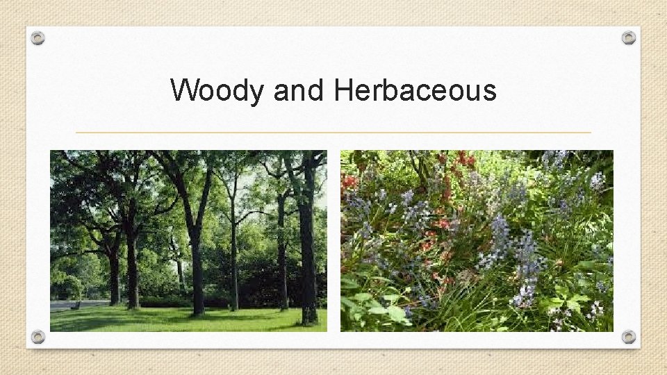 Woody and Herbaceous Woody and Herbaceous