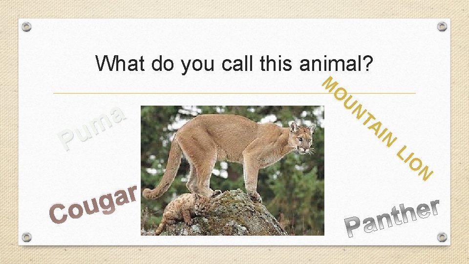 What do you call this animal? a m u P C r a g What do you call this animal? a m u P C r a g