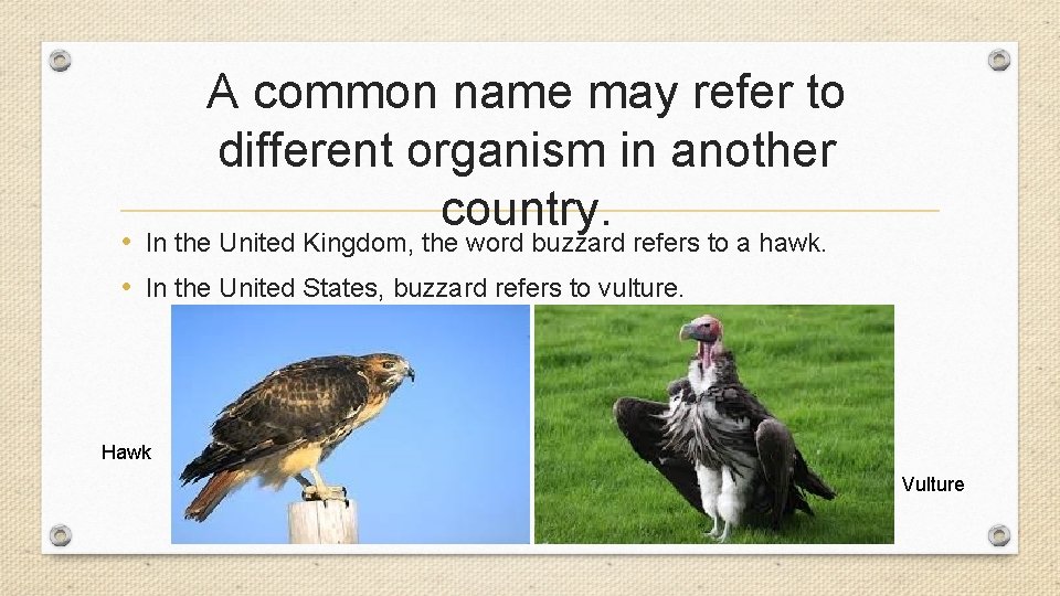 A common name may refer to different organism in another country. • In the A common name may refer to different organism in another country. • In the