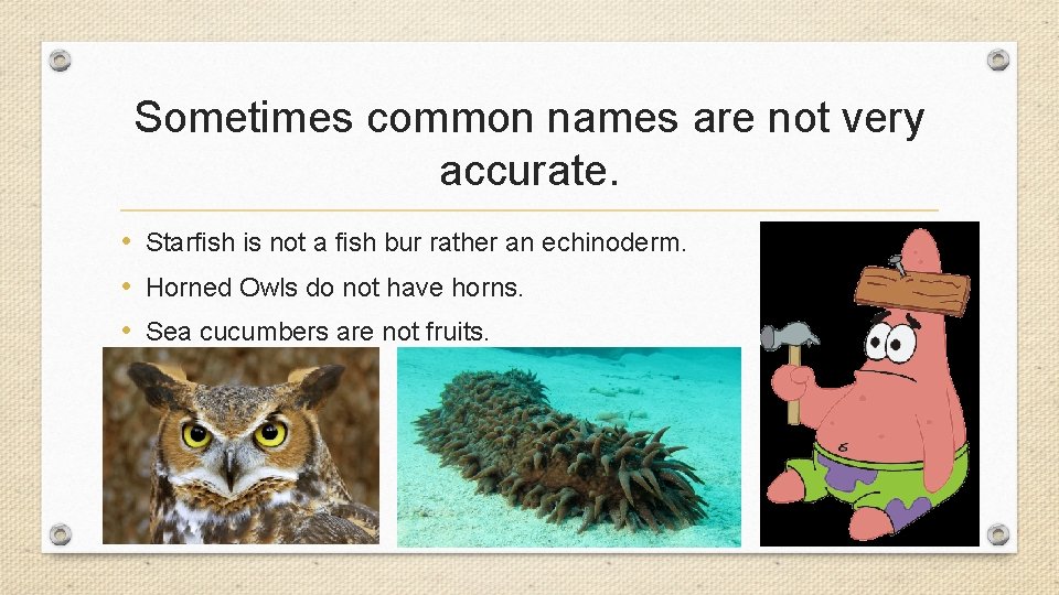 Sometimes common names are not very accurate. • Starfish is not a fish bur Sometimes common names are not very accurate. • Starfish is not a fish bur