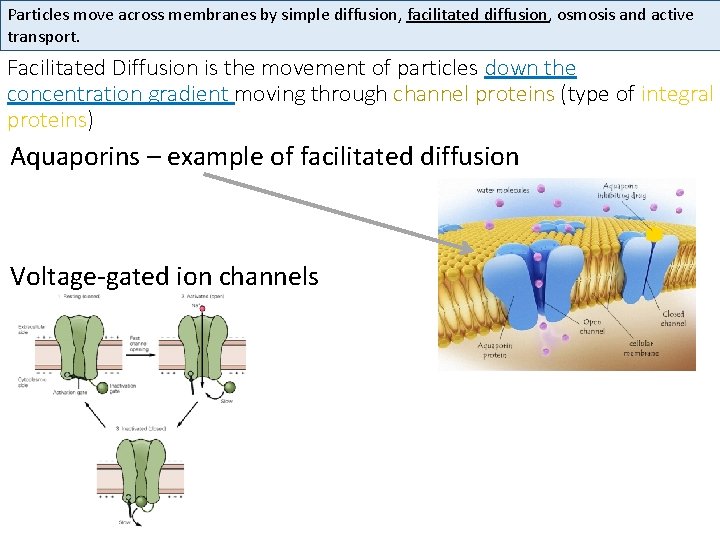 Particles move across membranes by simple diffusion, facilitated diffusion, osmosis and active transport. Facilitated
