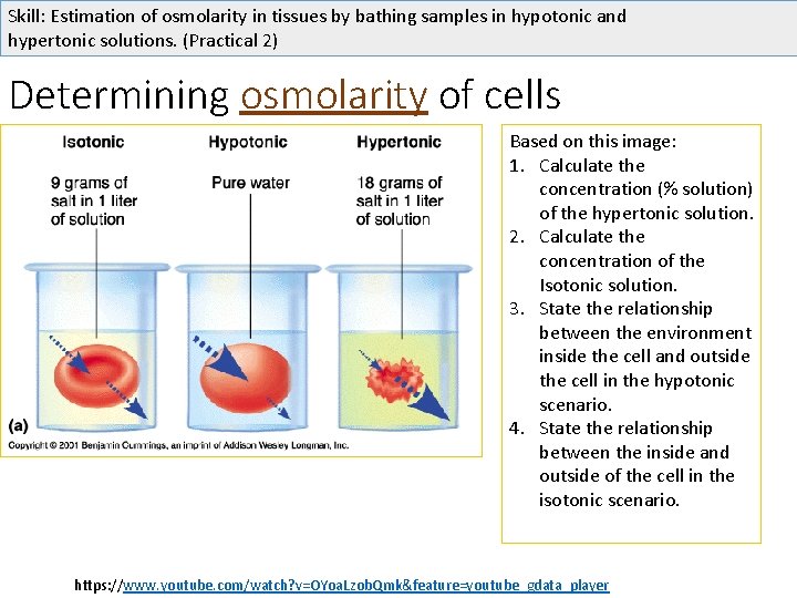 Skill: Estimation of osmolarity in tissues by bathing samples in hypotonic and hypertonic solutions.