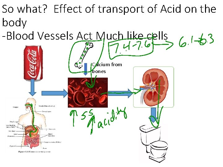 So what? Effect of transport of Acid on the body -Blood Vessels Act Much