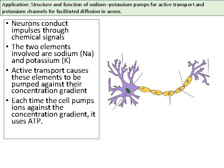 Application: Structure and function of sodium–potassium pumps for active transport and potassium channels for