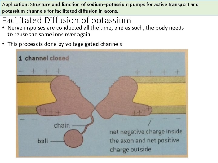 Application: Structure and function of sodium–potassium pumps for active transport and potassium channels for