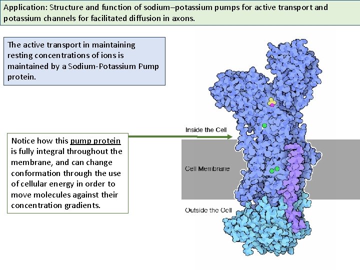 Application: Structure and function of sodium–potassium pumps for active transport and potassium channels for