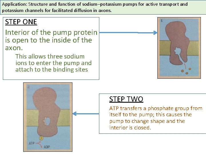 Application: Structure and function of sodium–potassium pumps for active transport and potassium channels for