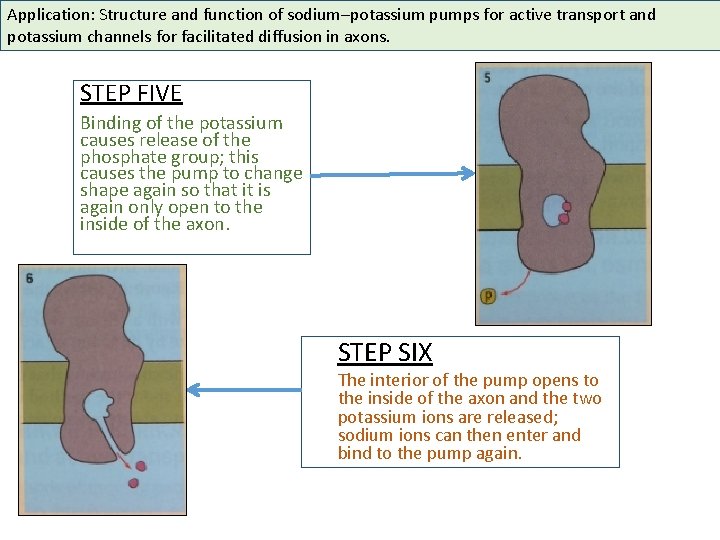 Application: Structure and function of sodium–potassium pumps for active transport and potassium channels for