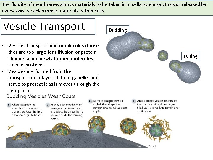The fluidity of membranes allows materials to be taken into cells by endocytosis or