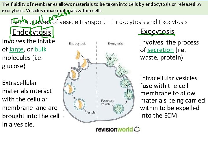 The fluidity of membranes allows materials to be taken into cells by endocytosis or