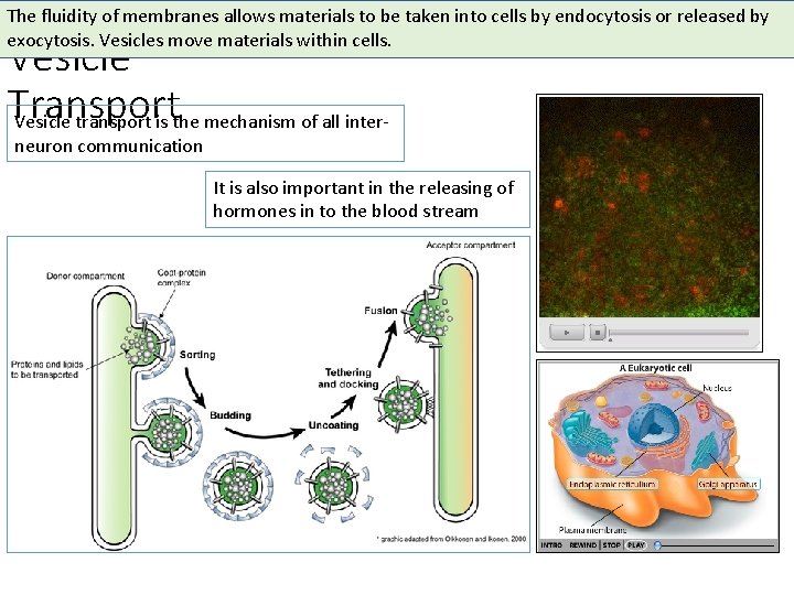 The fluidity of membranes allows materials to be taken into cells by endocytosis or