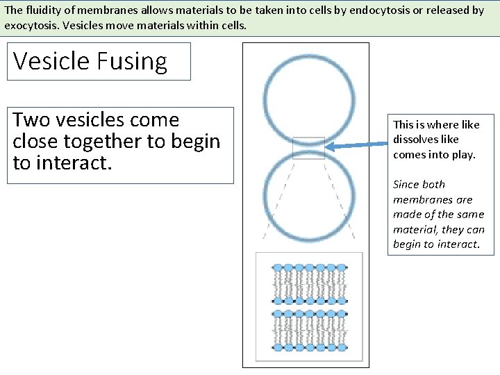 The fluidity of membranes allows materials to be taken into cells by endocytosis or