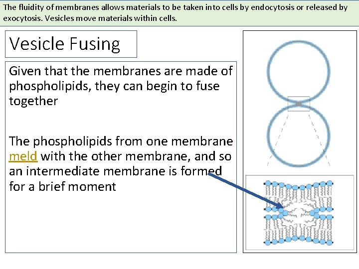 The fluidity of membranes allows materials to be taken into cells by endocytosis or