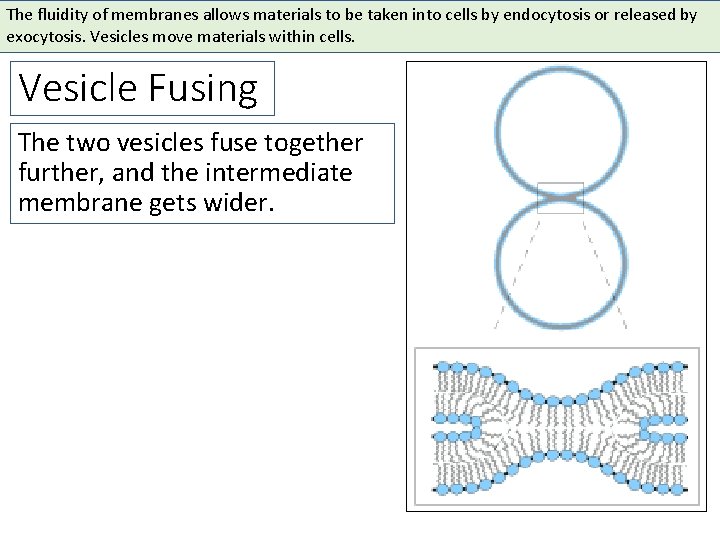 The fluidity of membranes allows materials to be taken into cells by endocytosis or