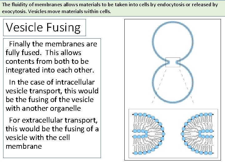 The fluidity of membranes allows materials to be taken into cells by endocytosis or