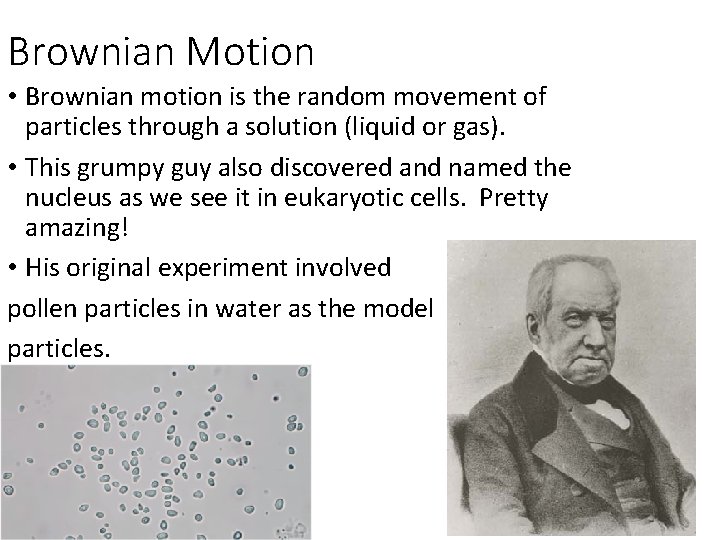 Brownian Motion • Brownian motion is the random movement of particles through a solution