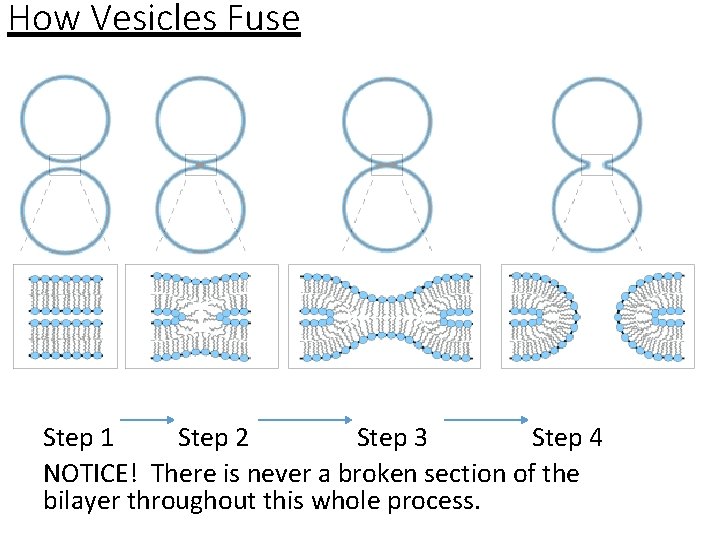 How Vesicles Fuse Step 1 Step 2 Step 3 Step 4 NOTICE! There is