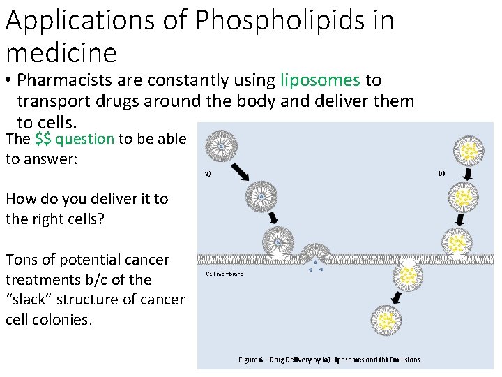 Applications of Phospholipids in medicine • Pharmacists are constantly using liposomes to transport drugs