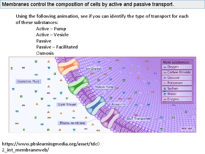 Membranes control the composition of cells by active and passive transport. Using the following