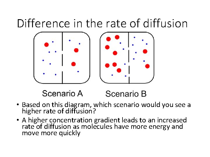 Difference in the rate of diffusion • Based on this diagram, which scenario would