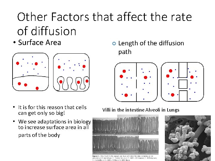 Other Factors that affect the rate of diffusion • Surface Area • It is